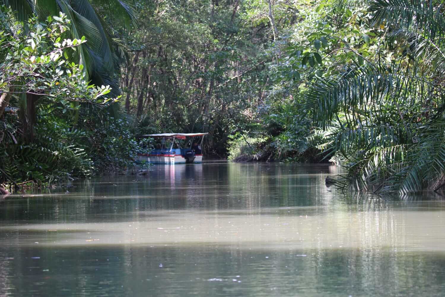 Exploring the mangrove ecosystem on Damas Island