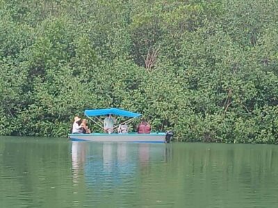 Mangrove trees on the boat tour of Damas Island