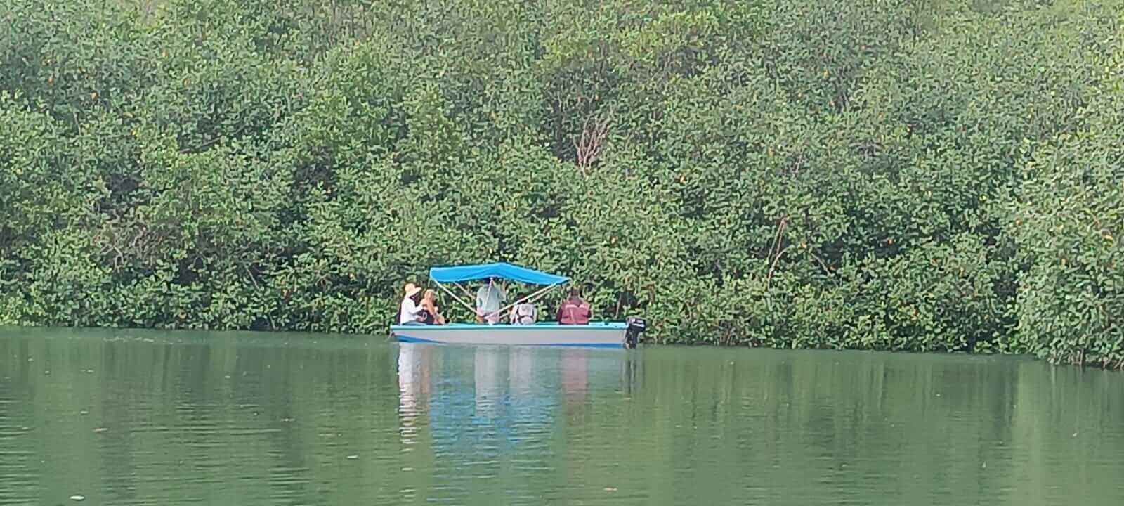 Mangrove trees on the boat tour of Damas Island