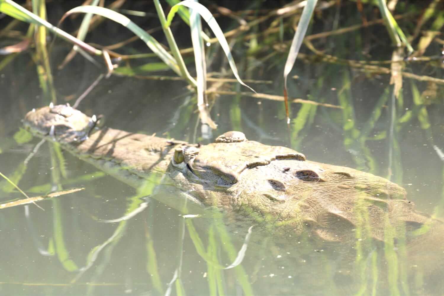 Nature and wildlife on Mangrove Boat Tour – Damas Island