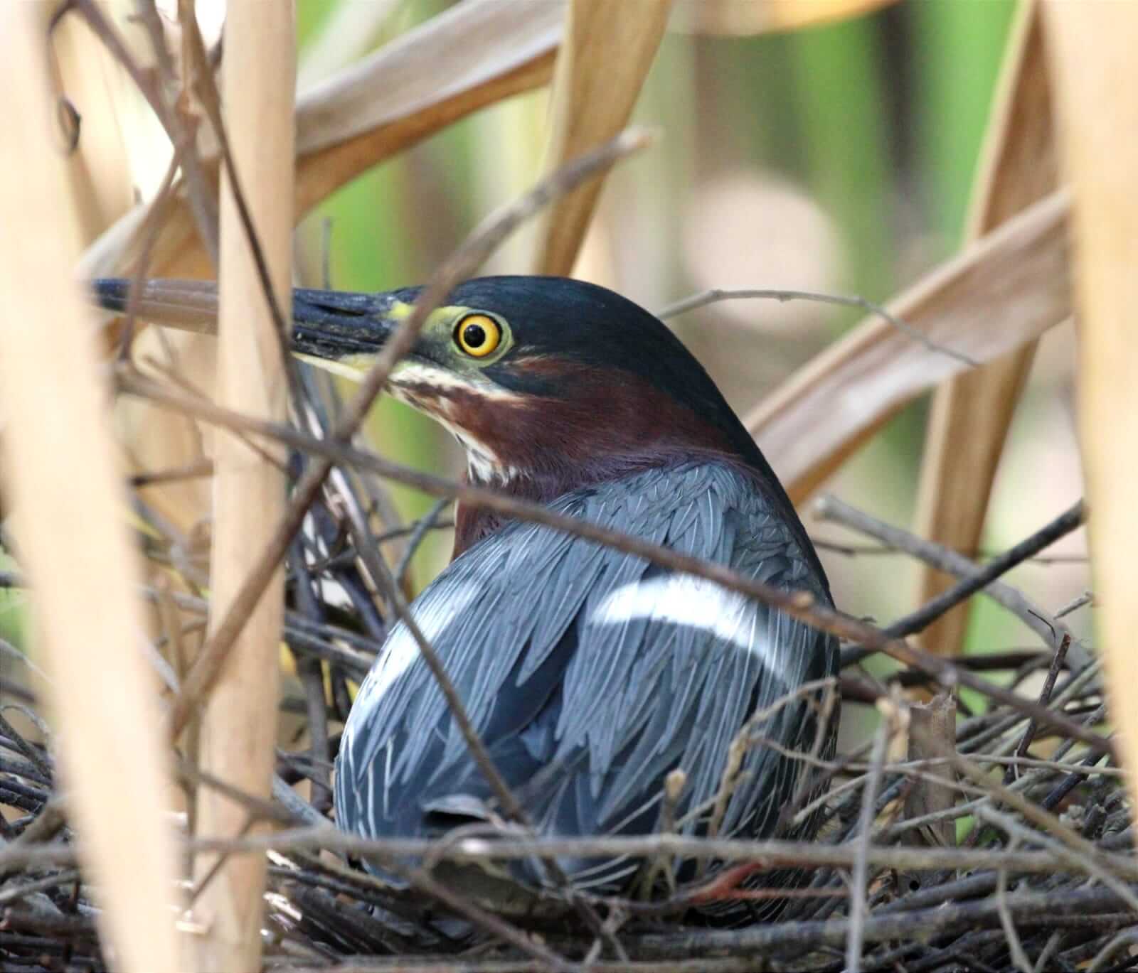 Wildlife spotted on Mangrove Boat Tour – Damas Island