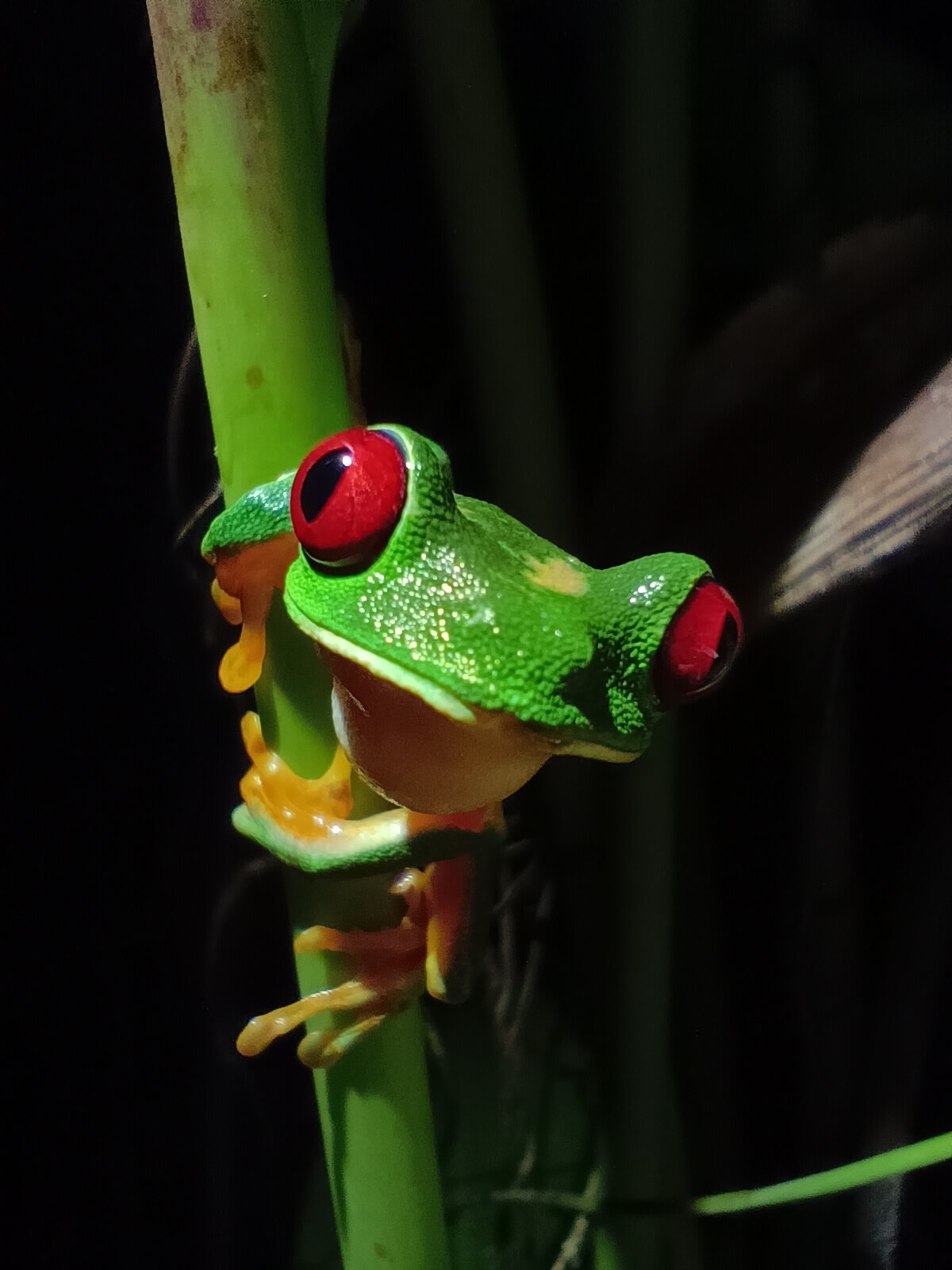 Nature exploration at night on the Manuel Antonio Jungle Night Tour