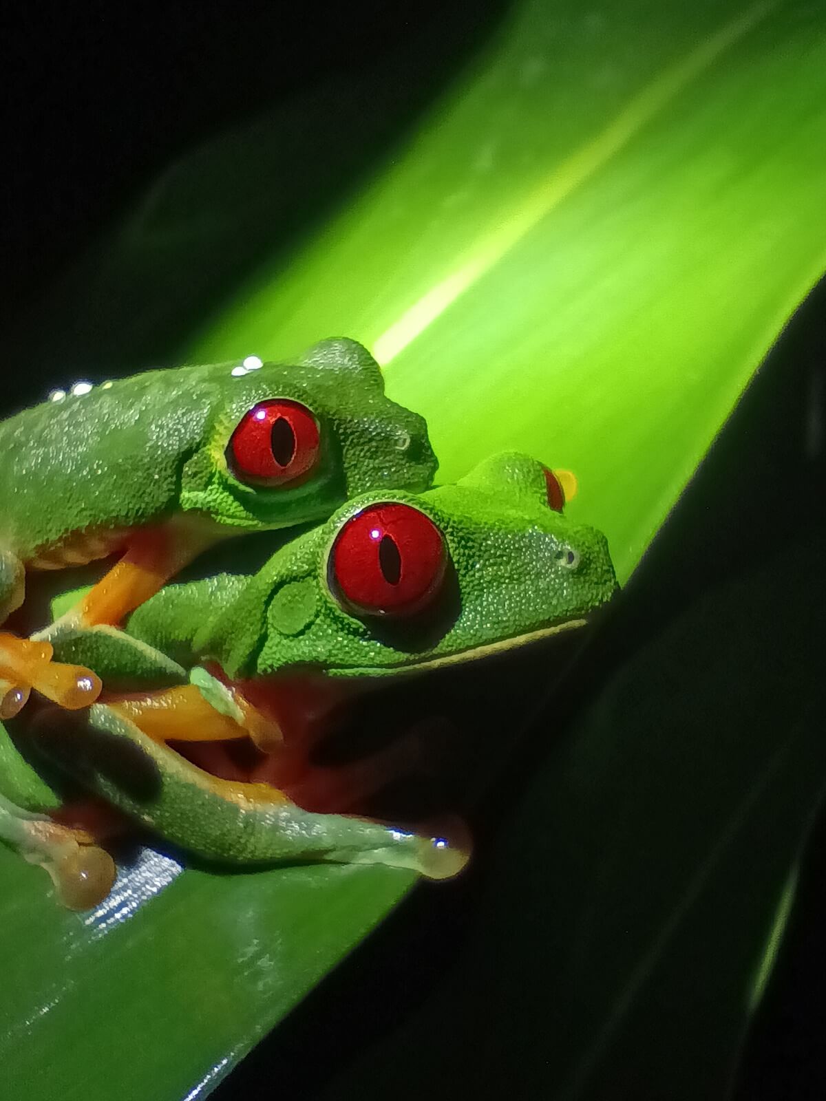 Colorful frogs on the Manuel Antonio Jungle Night Tour