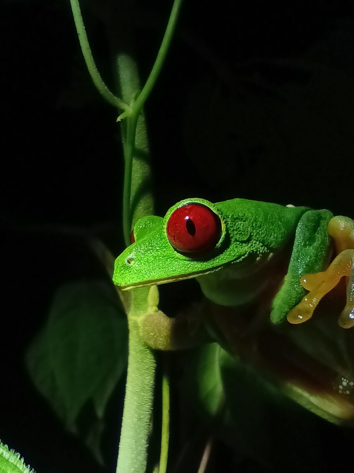 Insects observed on the Manuel Antonio Jungle Night Tour