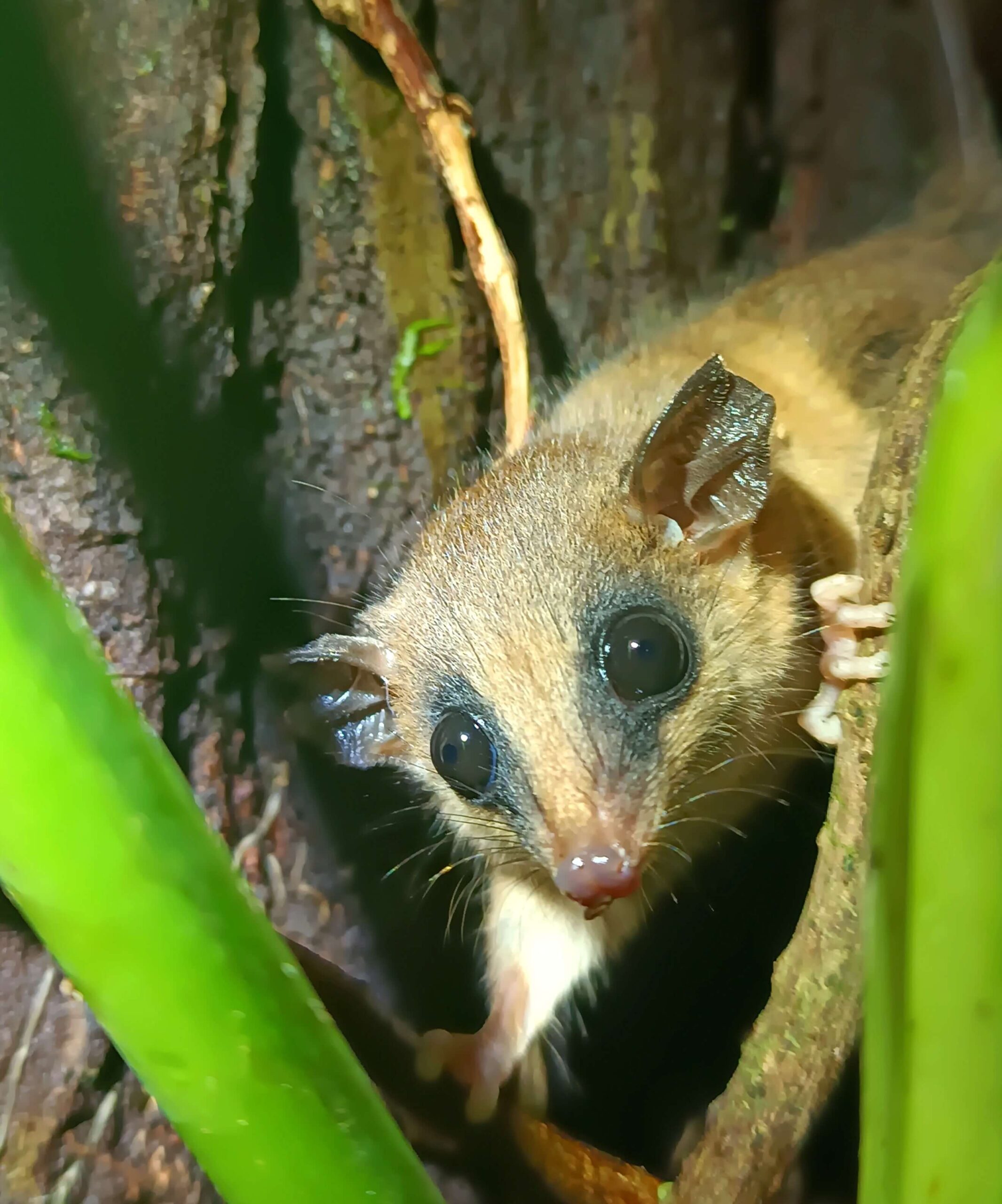 Nature exploration at night on the Manuel Antonio Jungle Night Tour in Costa Rica