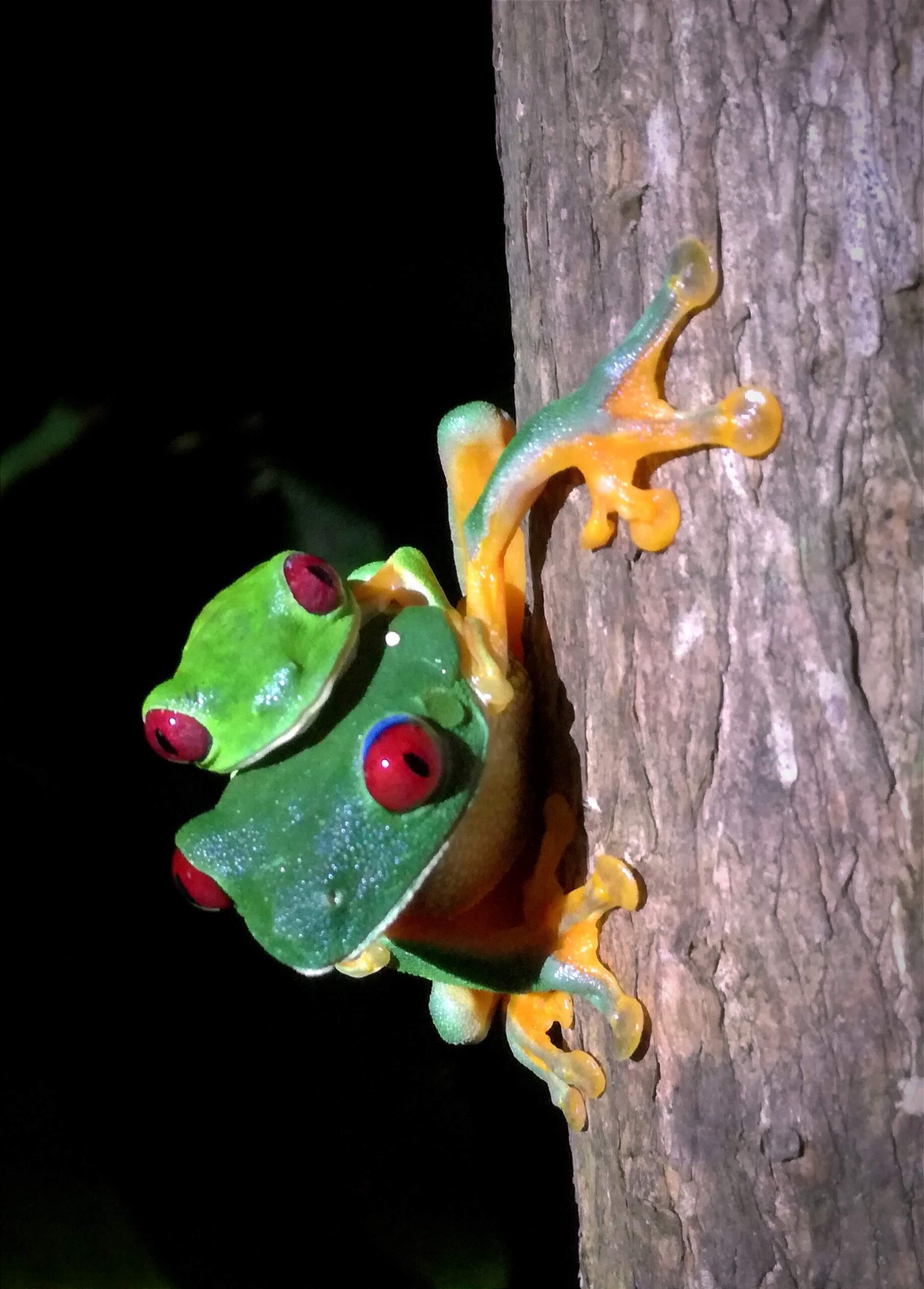 Night hike adventure on the Manuel Antonio Jungle Night Tour