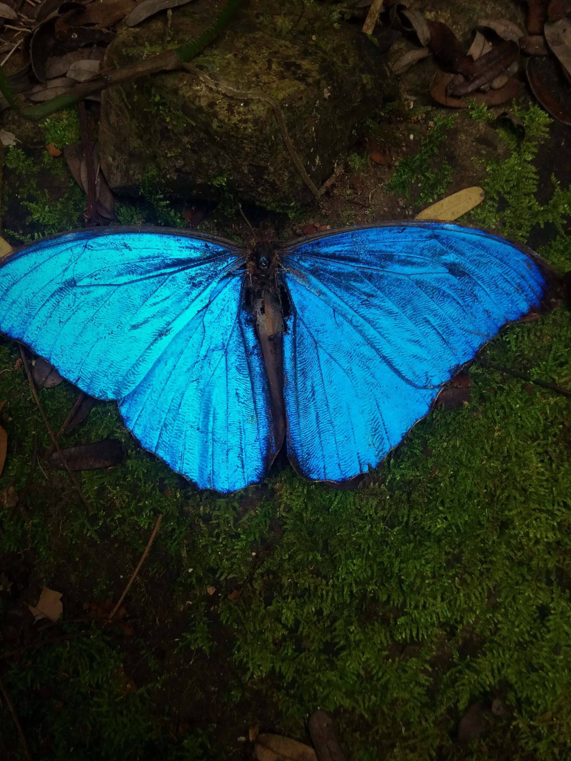 Nocturnal creatures seen on Manuel Antonio Jungle Night Tour