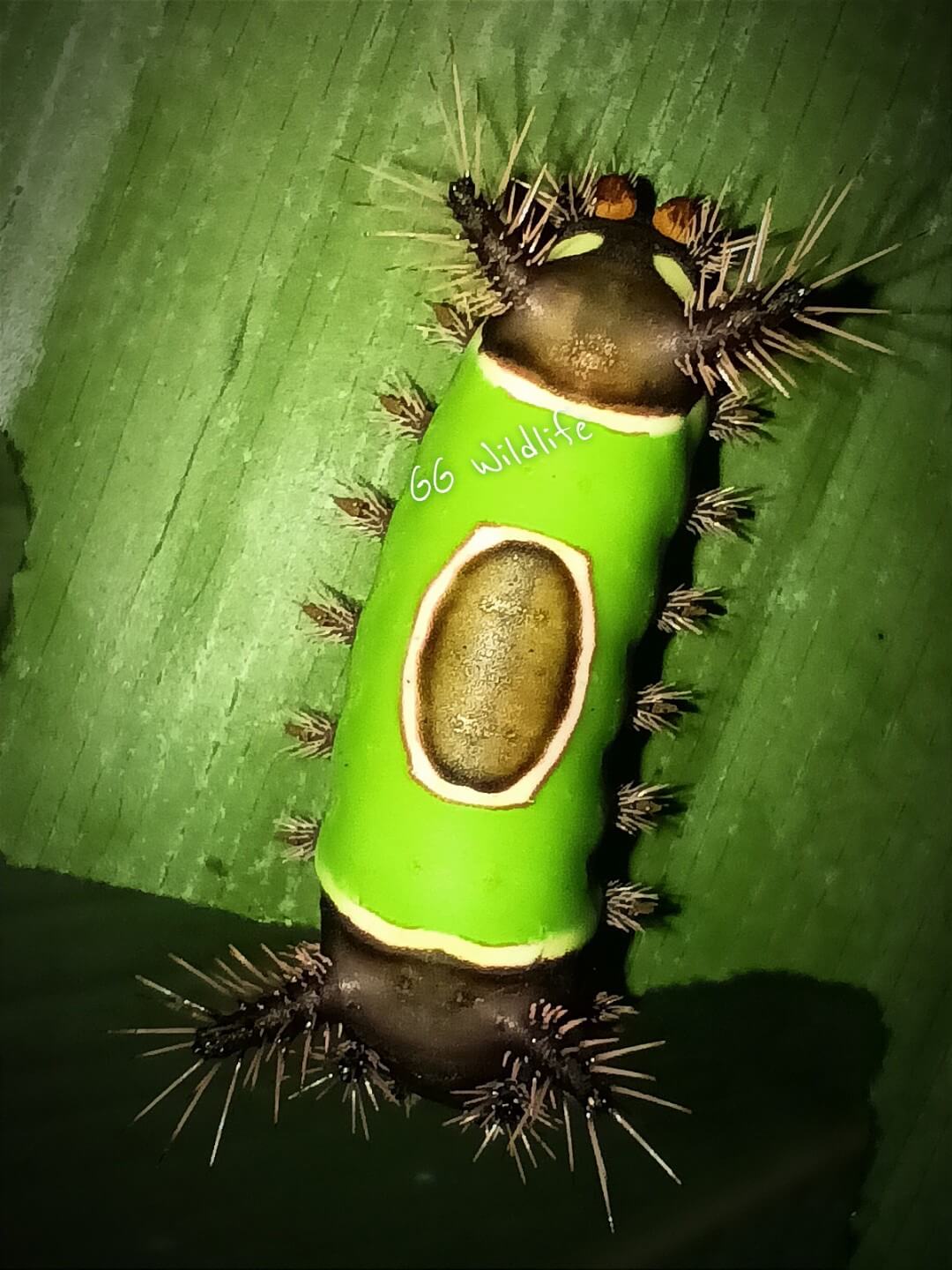 Reptiles encountered on the Manuel Antonio Jungle Night Tour