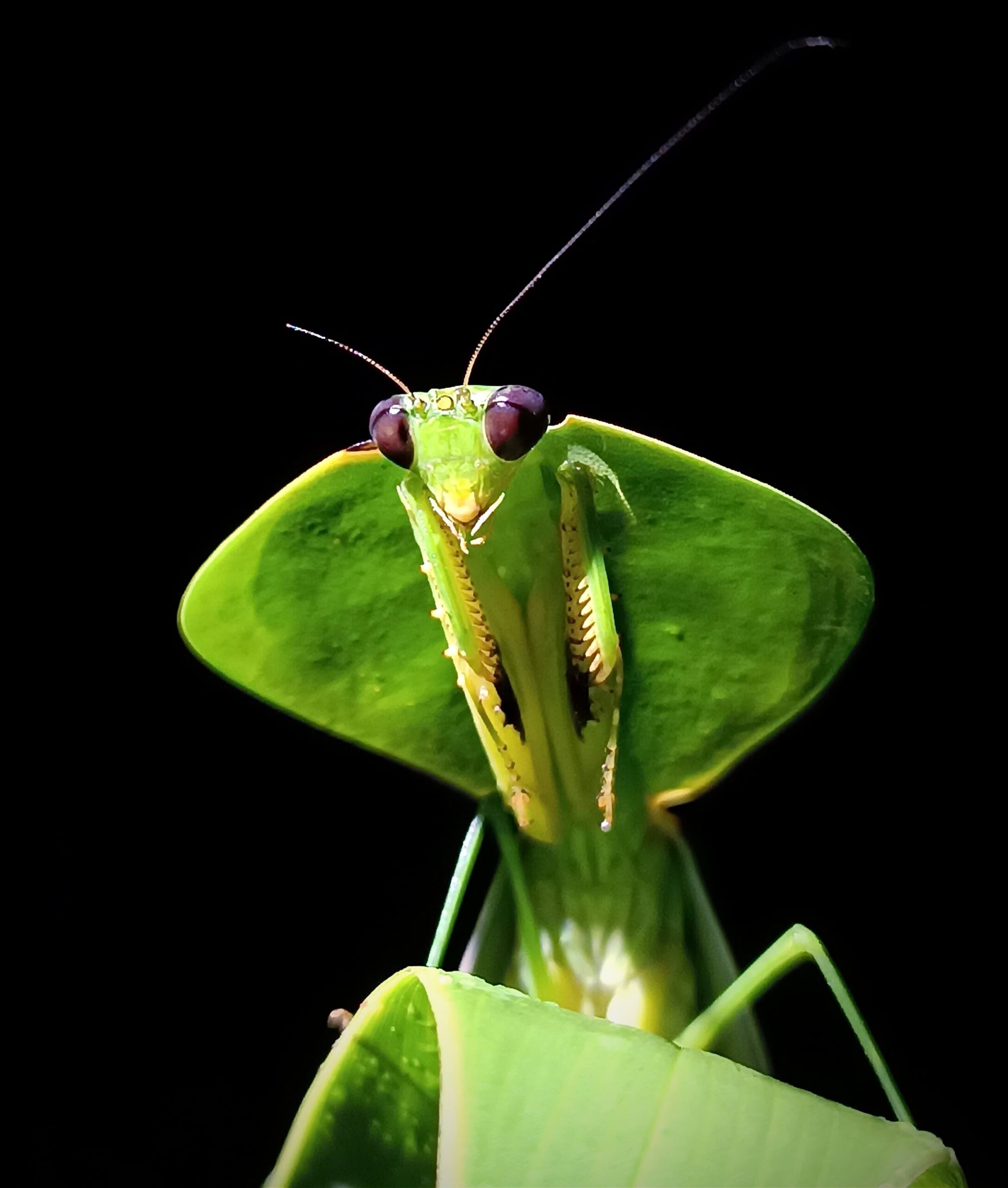 Nocturnal creatures seen on Manuel Antonio Jungle Night Tour