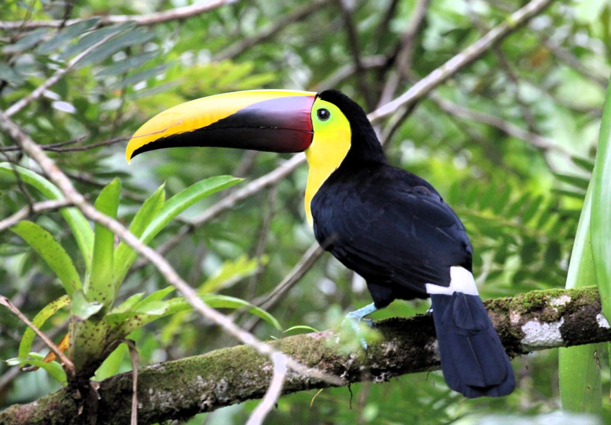 Biodiversity of the Manuel Antonio National Park on the Nature Walk