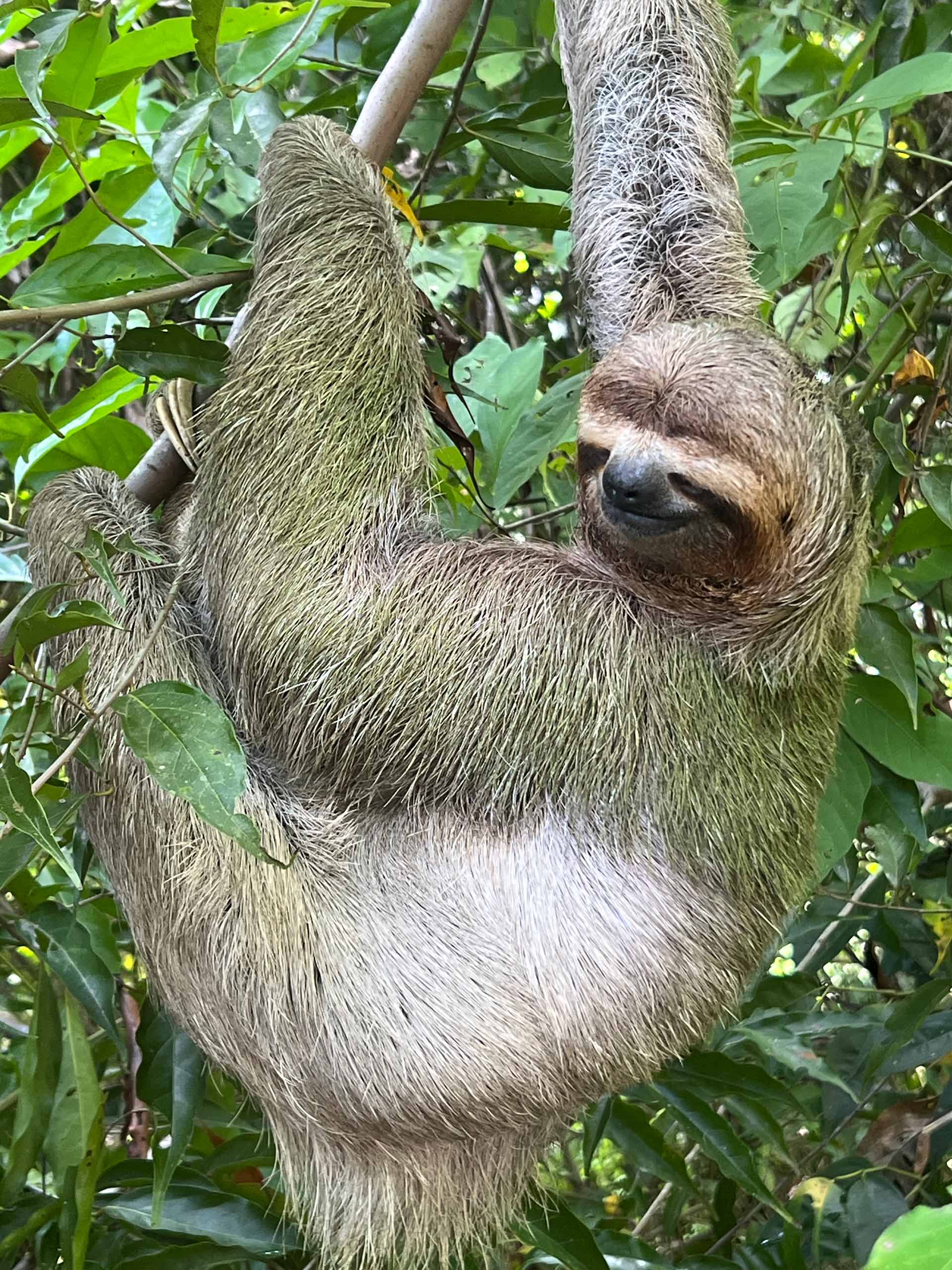 Wildlife spotted during Manuel Antonio Nature Walk