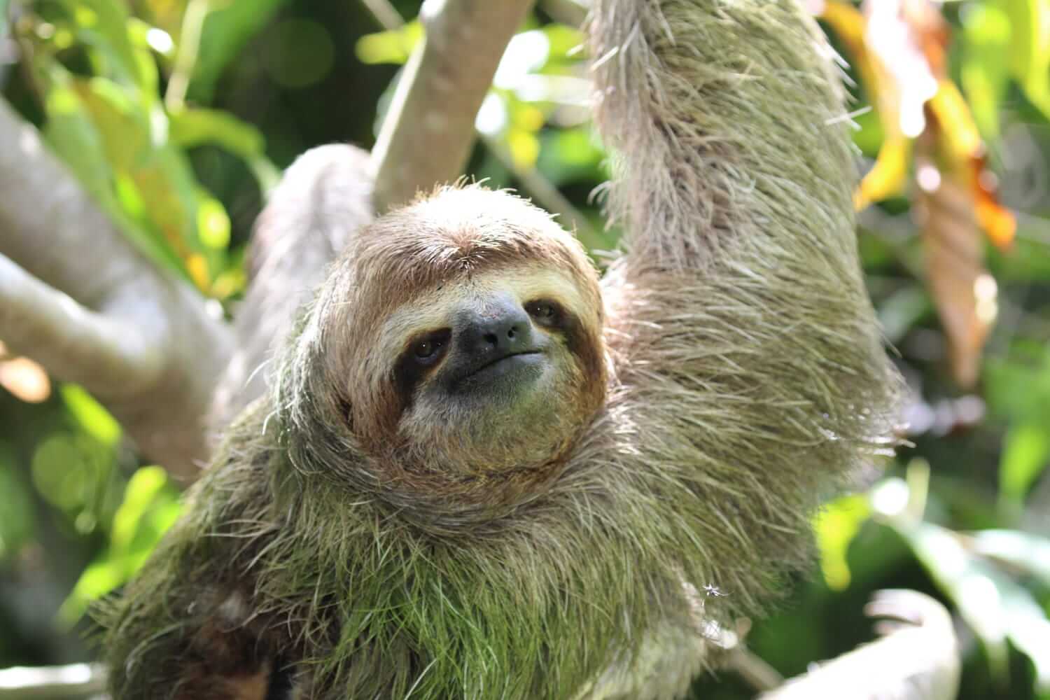 Scenic trail through the forest on the Manuel Antonio Nature Walk