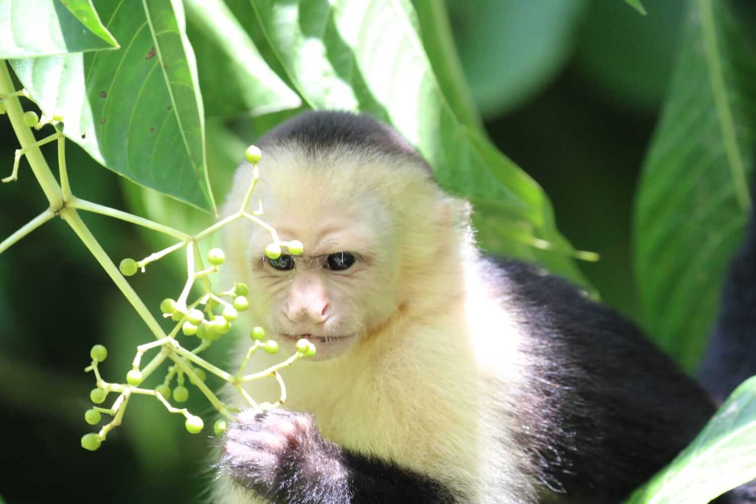 Sloths in their natural habitat on the Manuel Antonio Nature Walk