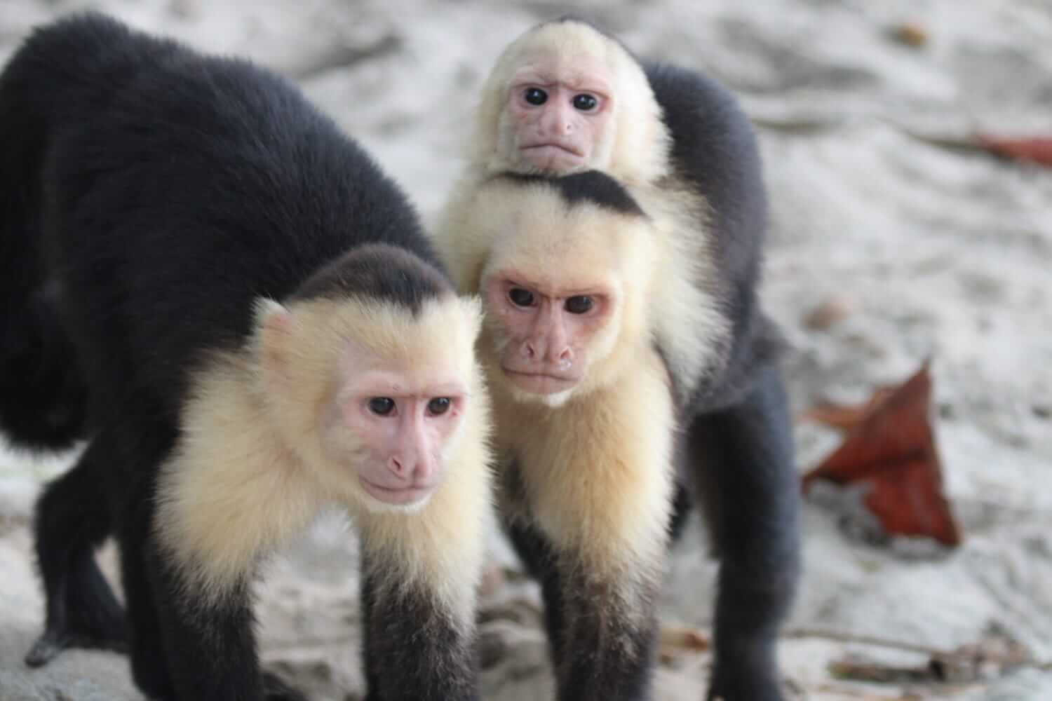 Wildlife spotted during Manuel Antonio Nature Walk in Costa Rica