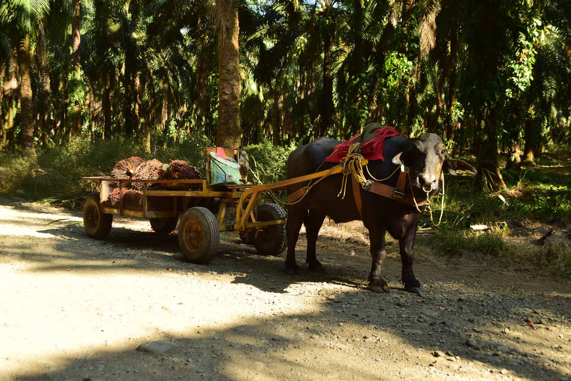 ATV riders exploring the rugged beauty of Manuel Antonio, Costa Rica