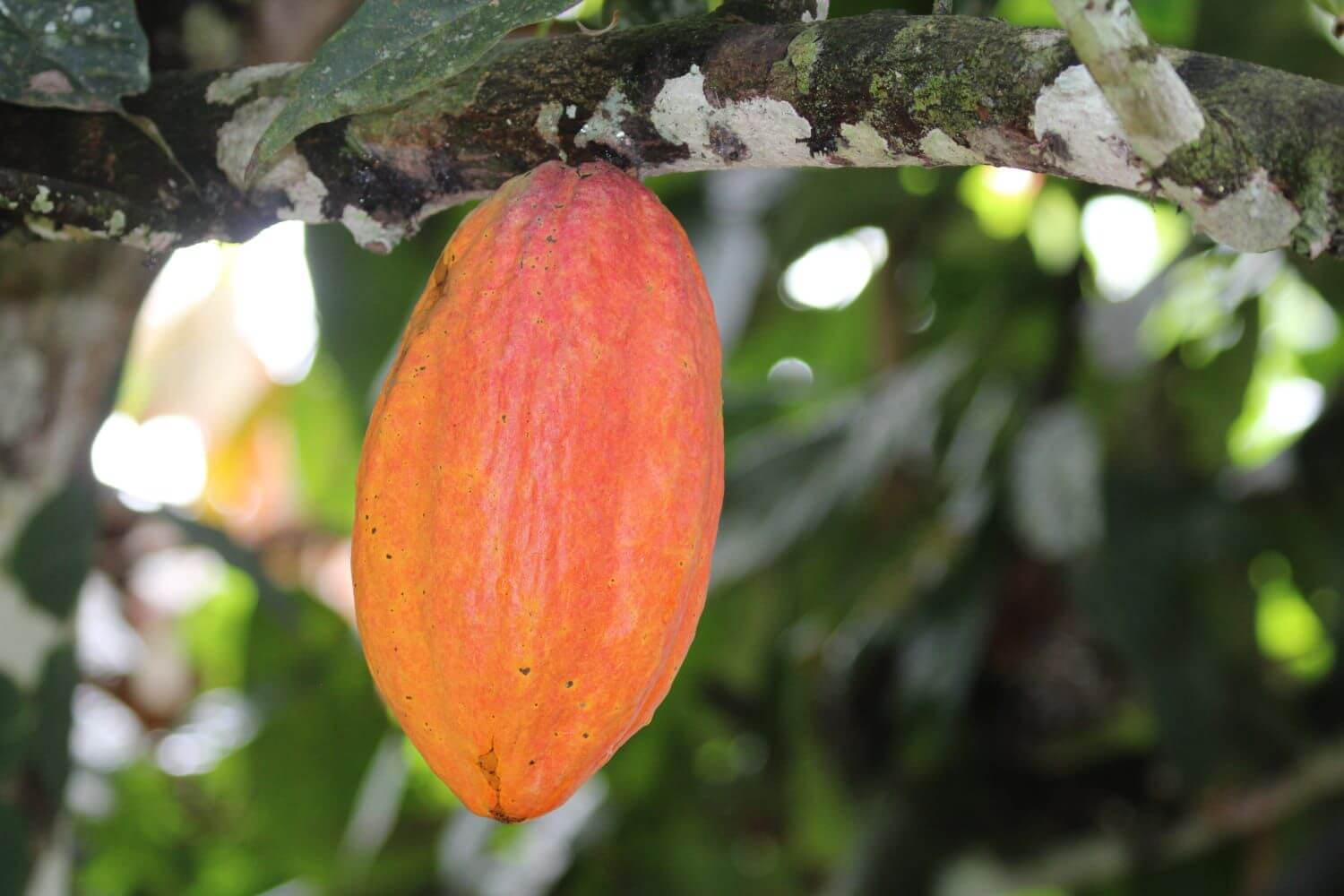 Diverse plants and wildlife on a Manuel Antonio chocolate farm