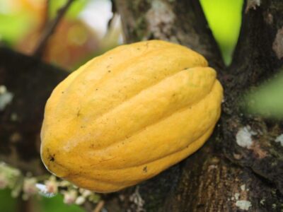 Close-up of cacao beans at a Manuel Antonio chocolate farm tour