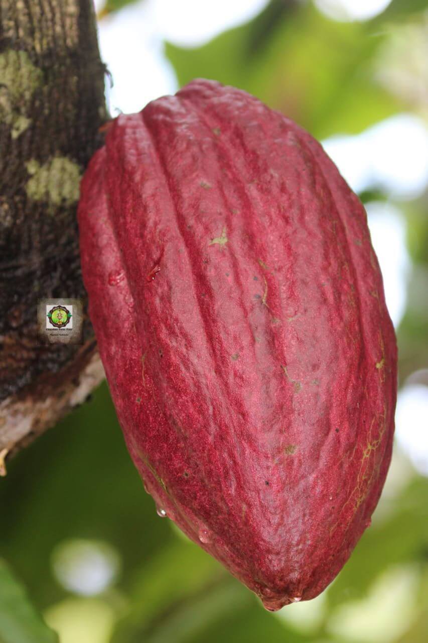 Handmade chocolate souvenirs from a Manuel Antonio chocolate farm tour